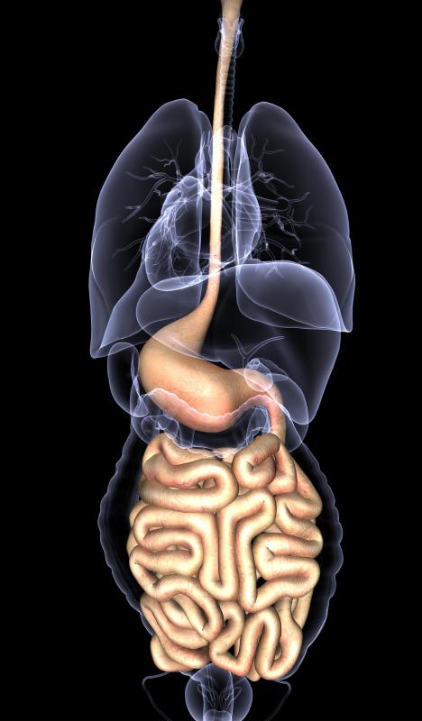 Vancomycin can be used to treat colitis, a bacterial infection of the intestines.