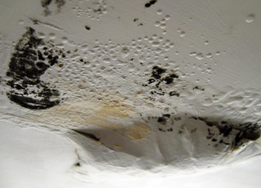 Mold growth can cause respiratory issues.