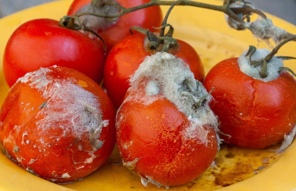 Rinsing produce with a solution of vinegar and water helps prevent mold growth.