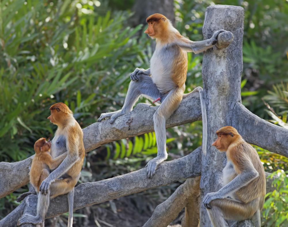 Primates have the most well-developed cerebrum.
