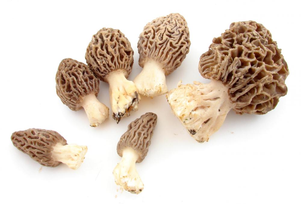 Morel mushrooms are popular in gourmet cooking.