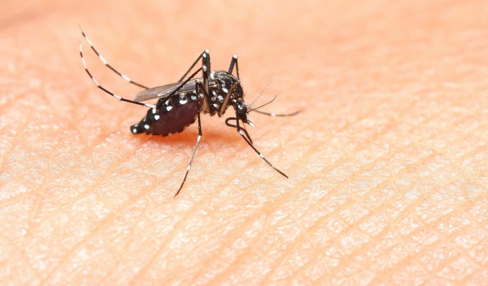Neem oil is often used in mosquito repellants.