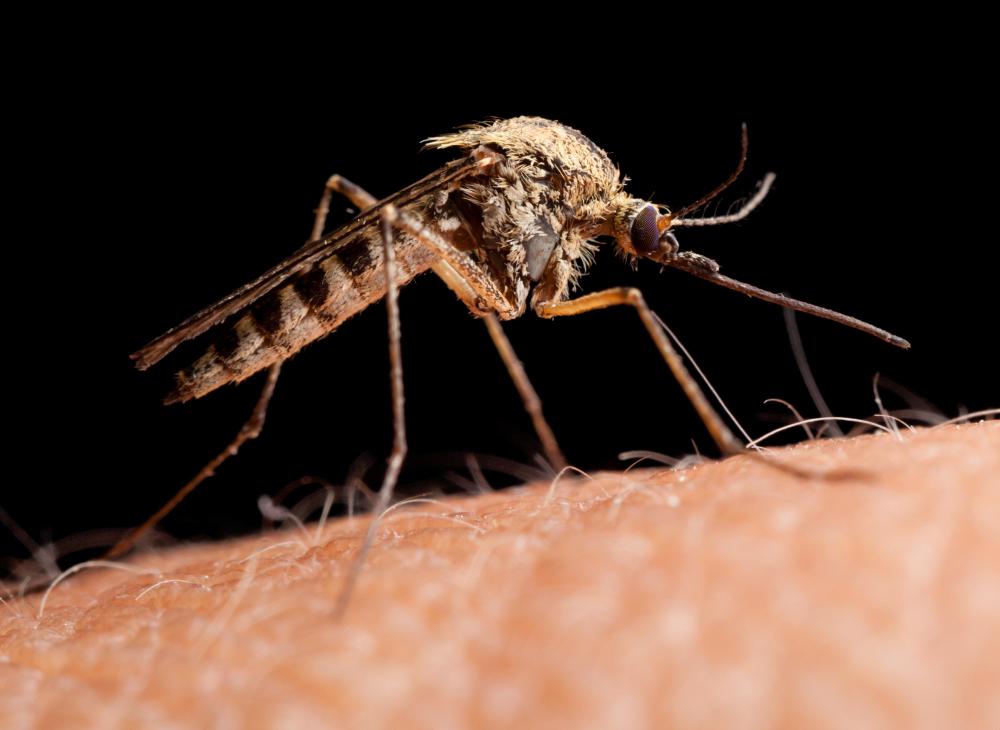 Antibacterial cream may be used to treat insect bites.