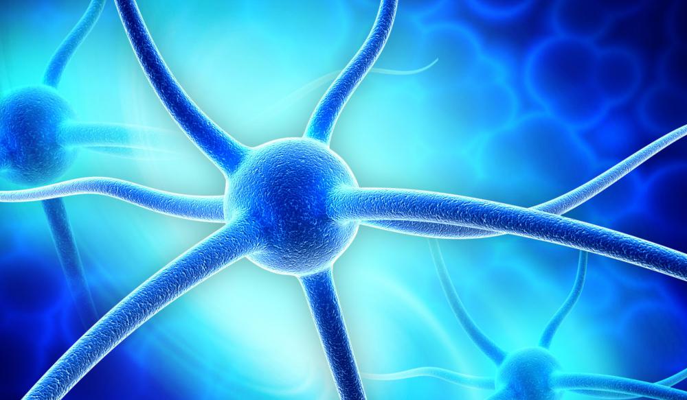 Reflex loops route the sensory neuron's signal through the spinal cord to a motor neuron.