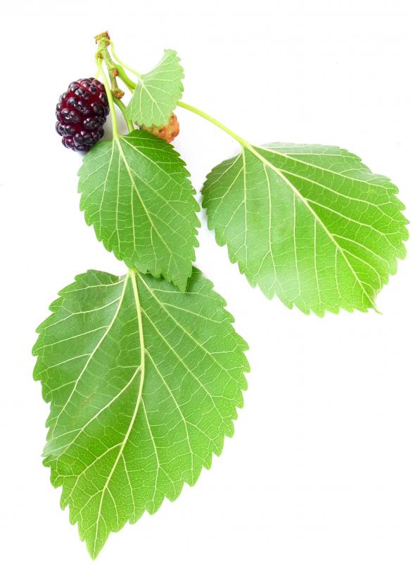 The Hunza diet can include mulberries.