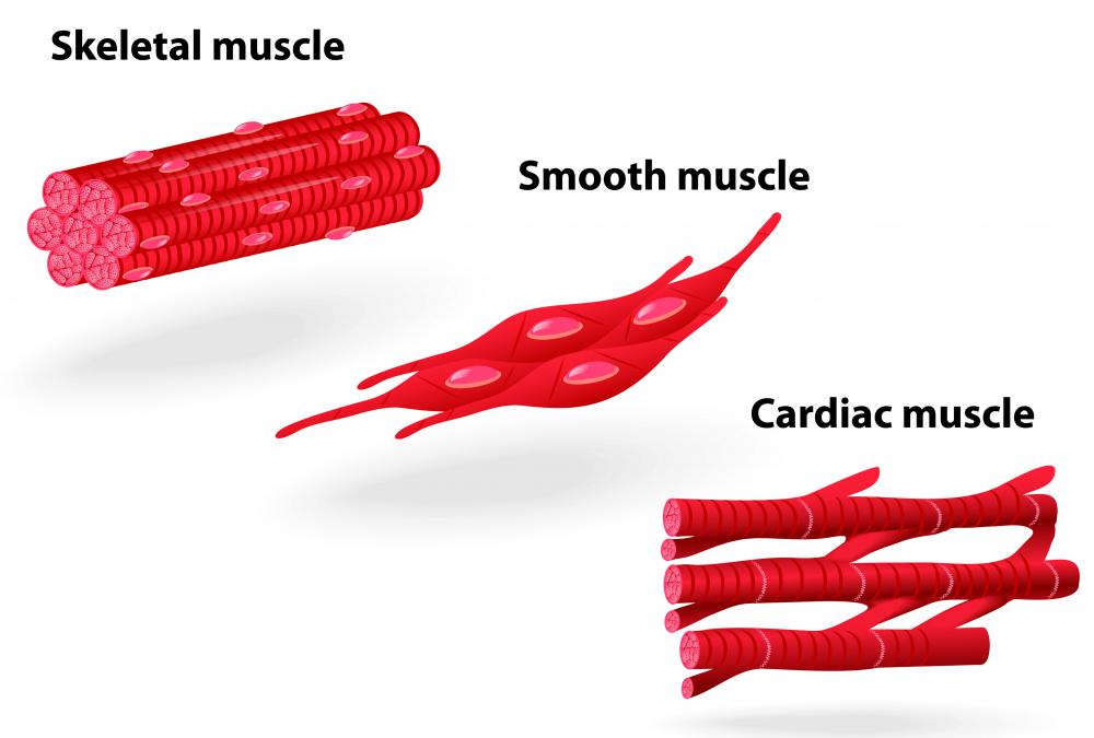 Different types of muscle tissue.