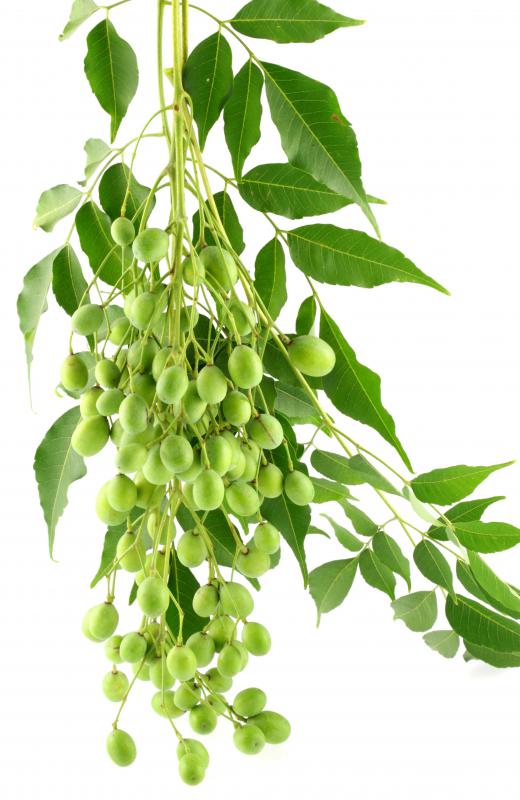 Neem is commonly used in alternative medicine.