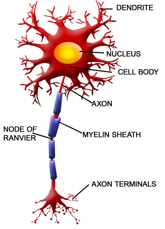 Myelin ensure that electrochemical signals are sent down the axon rapidly and efficiently.
