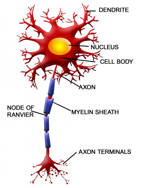 Nerve fibers, or axons, are the main lines connecting the entire central nervous system.