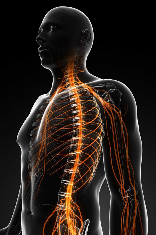 Cervical nerves can affect motor function in both the upper and lower body.