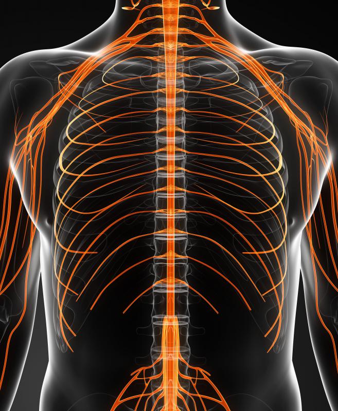 Intercostal nerves wrap around the front of the rib cage.