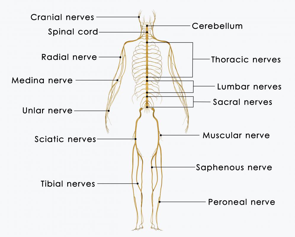 Near the tailbone, the PNS originates from the second, third, and fourth sacral nerves.