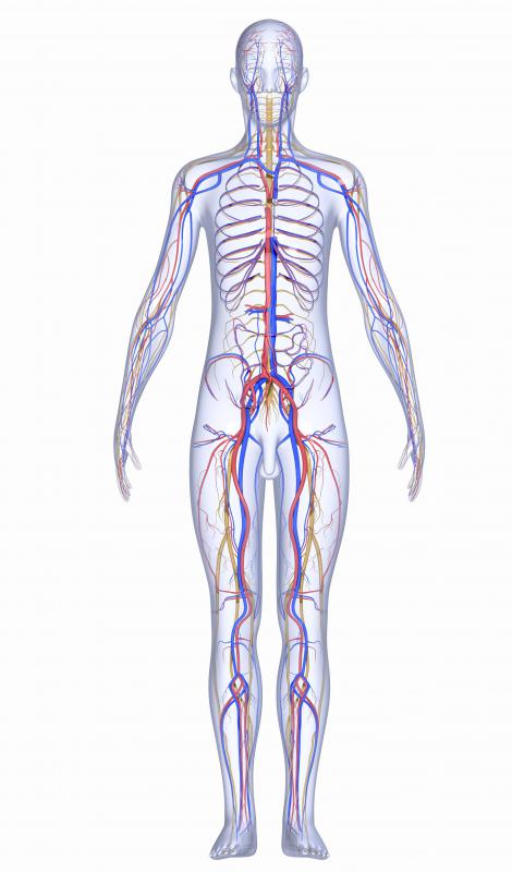 The human nervous system can be subdivided into the central nervous system, consisting of the brain and spinal cord, and the peripheral nervous system that branches throughout the body.