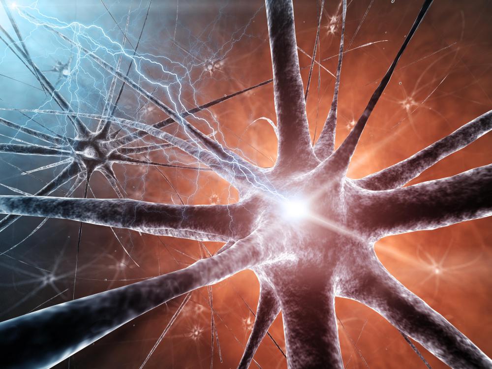 Neurons and glial cells, which are part of gray matter.