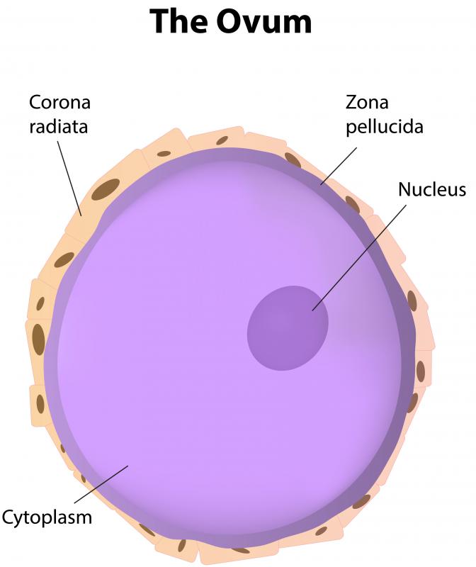 If it is not fertilized, the ovum will not survive.