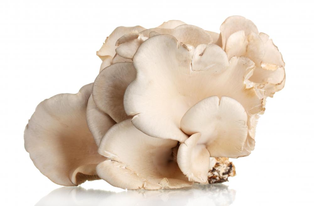 Oyster mushrooms contain protein, potassium, and vitamin D.