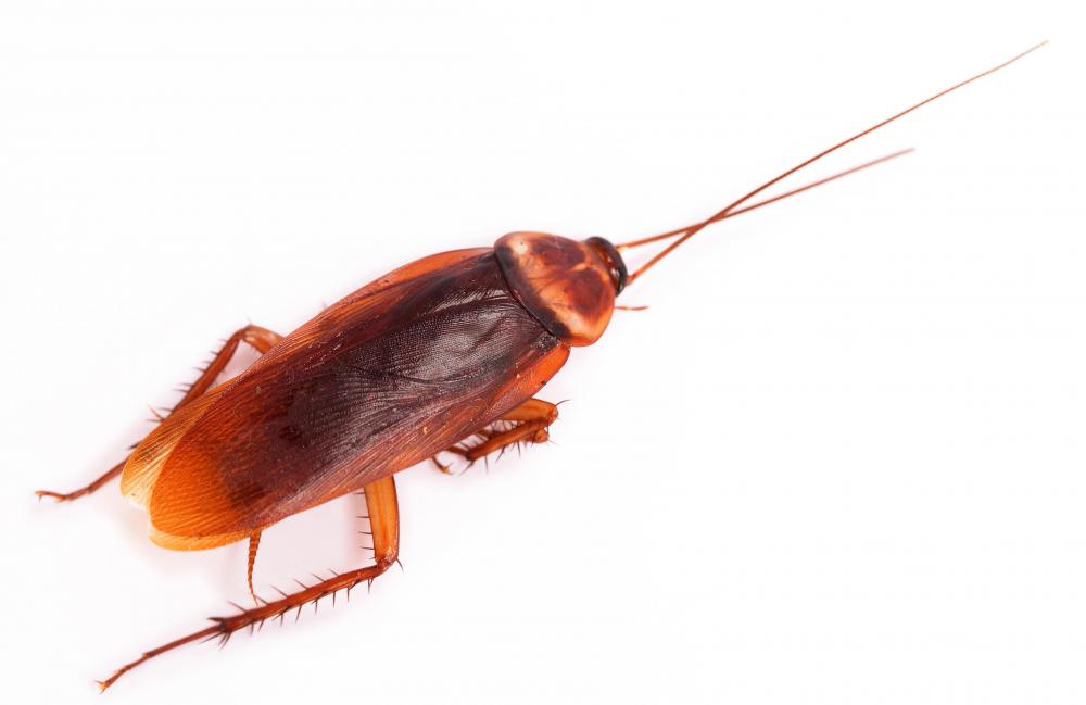 Dust often includes waste products from bugs, like cockroaches, which can cause an allergic reaction.