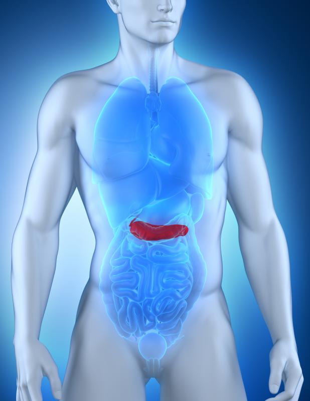 The pancreas produces amylase, which aids in the break down of dietary starch.