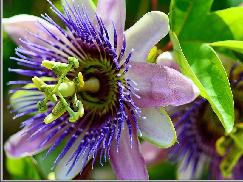 Passion flower's above-ground parts are used in herbal remedies.