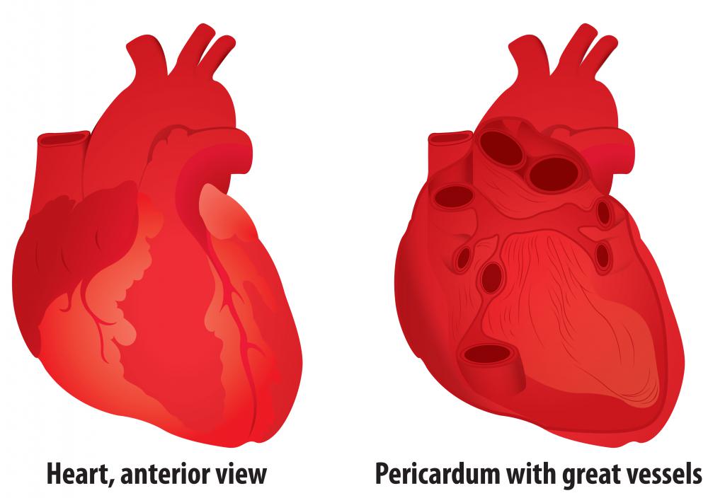 The ascending aorta is entirely contained within the pericardium, invisible from the outside, with the aortic arch protruding from the top.