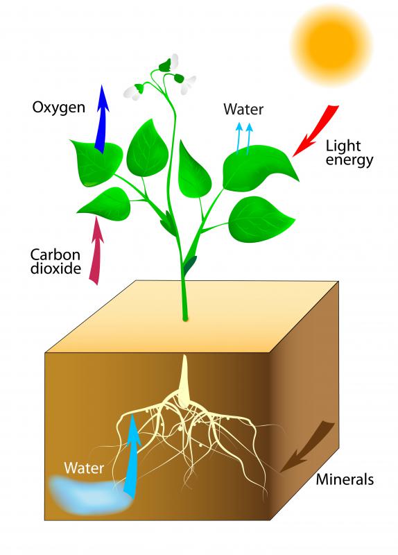 Plants absorb energy from sunlight and transfer it to ADP and inorganic phosphate.