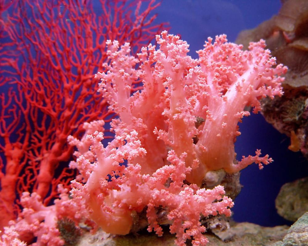 Coral calcium is derived from fossilized coral reefs.