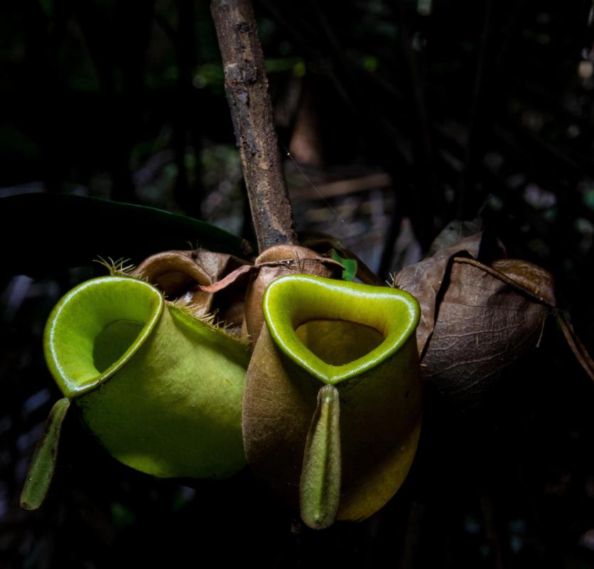 Carnivorous plants, like pitcher plants, consume nutrients in a similar fashion to animals.