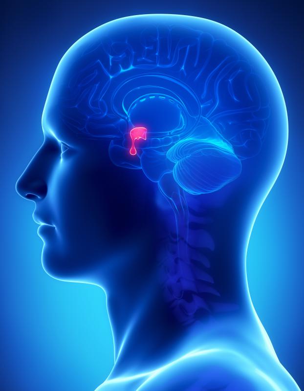 The pituitary, which is located above the brain stem, is responsible for the hormonal balance that controls certain bodily functions.