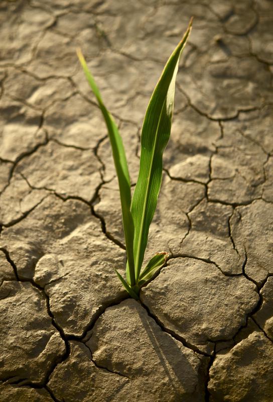 Famine foods are usually drought resistant native plants.