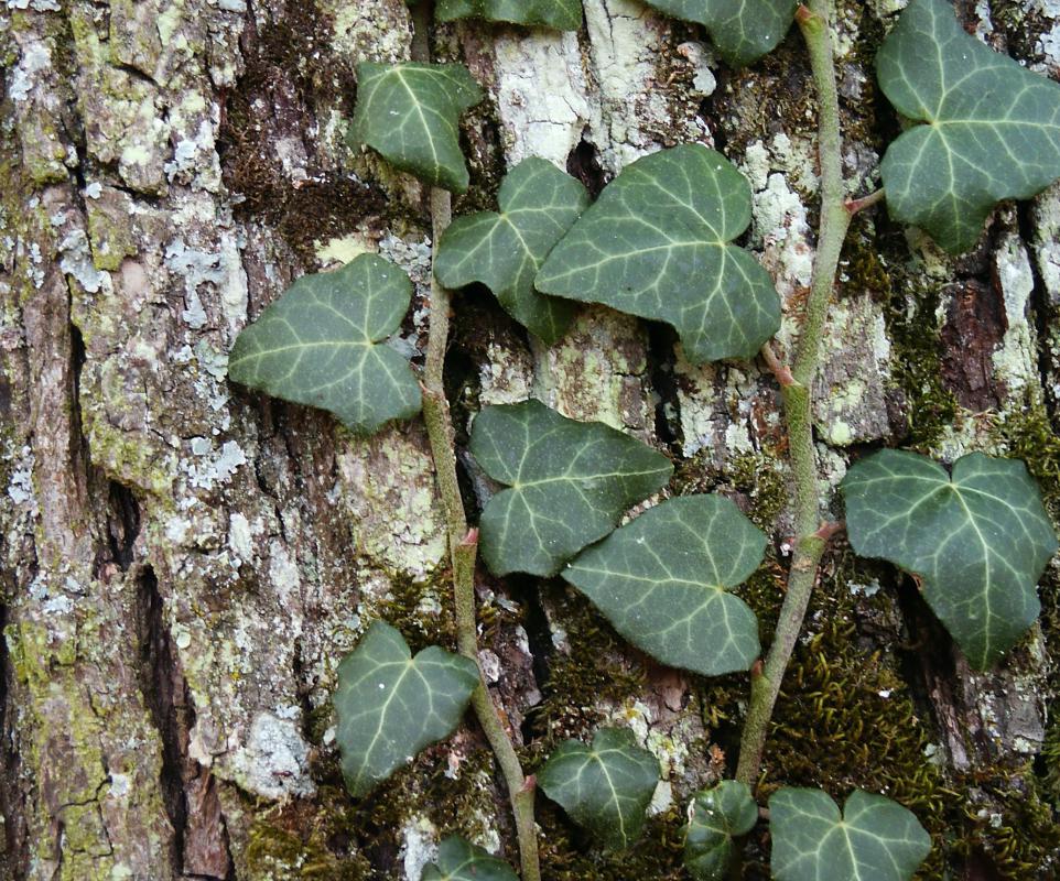 Topical steroids may be necessary to treat itching or ashes associated with poison ivy.