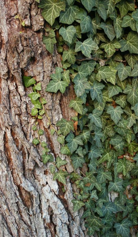 Antihistamine creams treat irritants like poison ivy.
