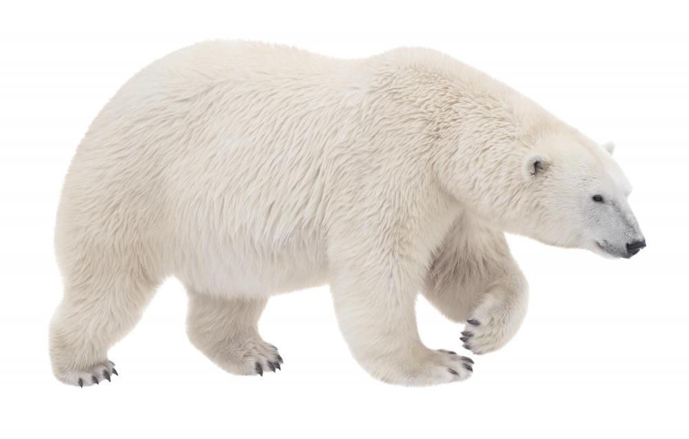 The average gestation of a polar bear is longer than for other bears.