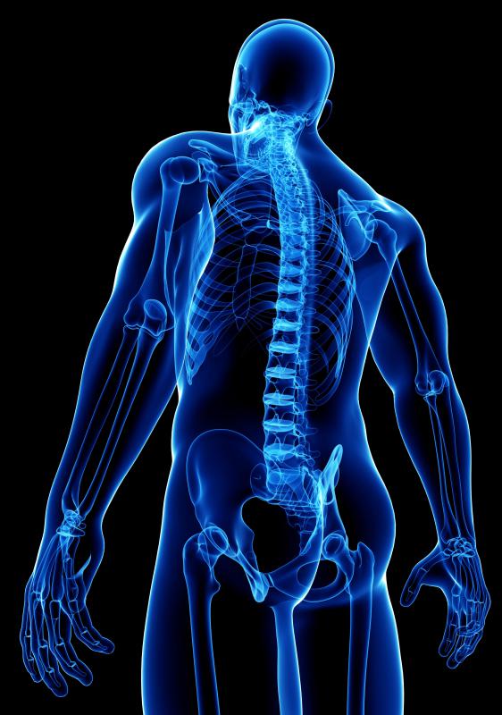 Connective tissue joins bones and muscles to one another and holds tissues in their proper place.