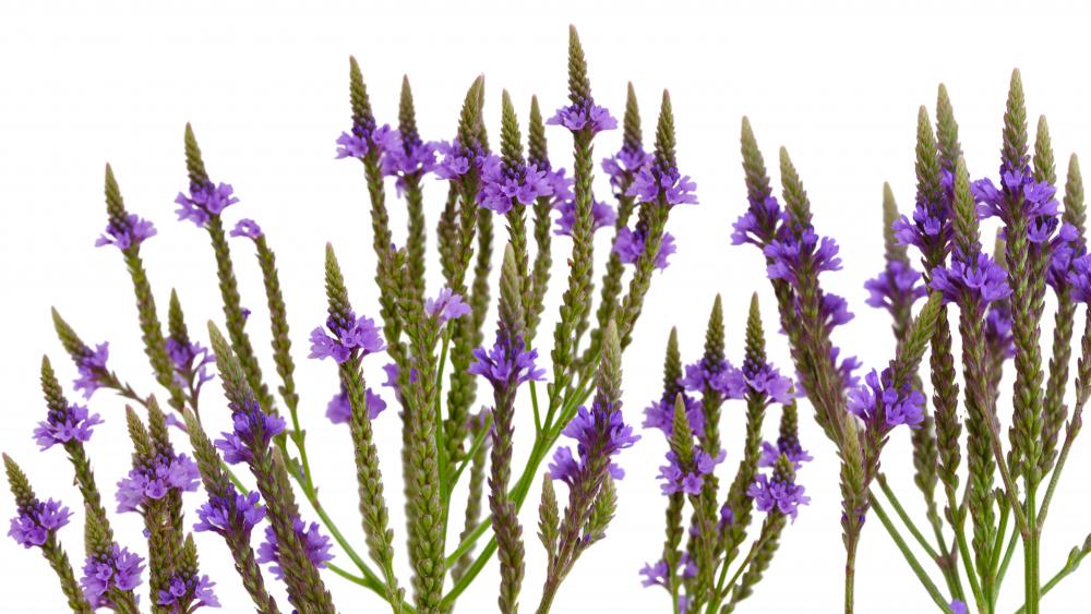 Vervain flowers can vary in color from white to purple, while their leaves are saw-toothed.