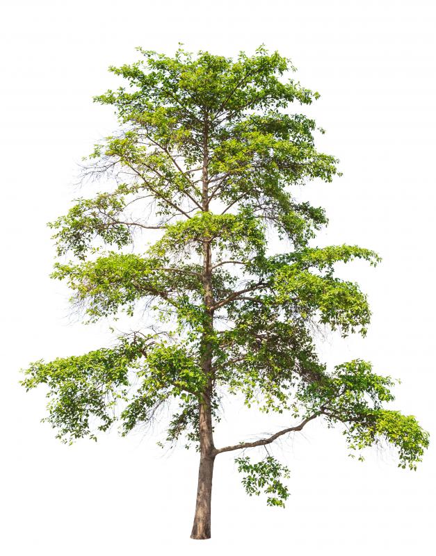 The antimalarial drug quinine is derived from the bark of the cinchona tree.