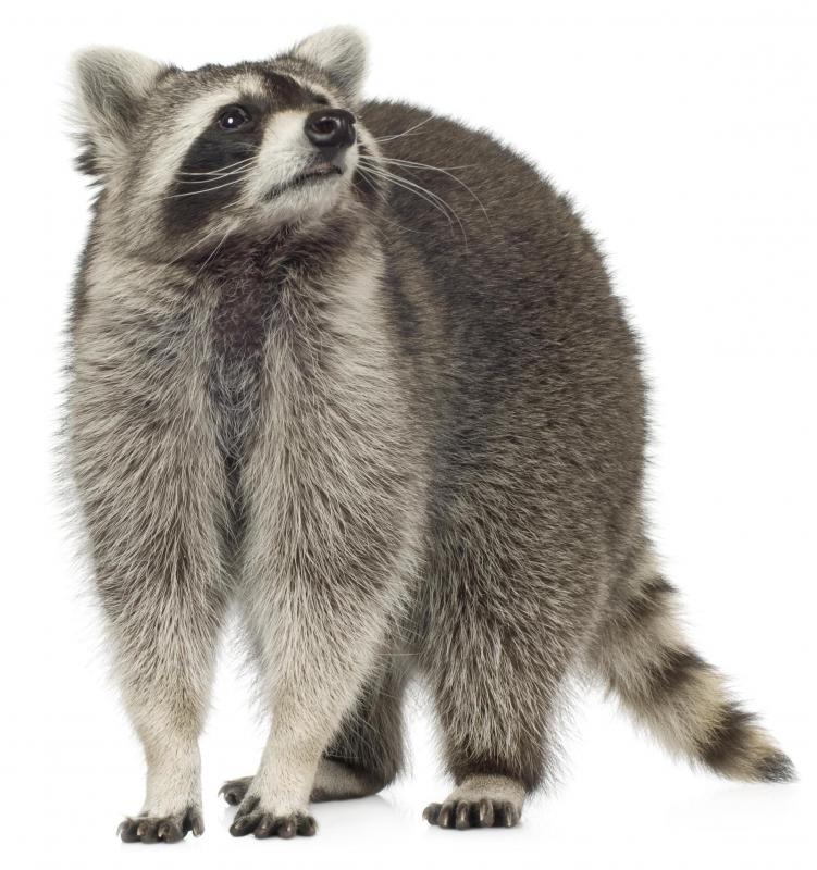 The raccoon is one of the animals most likely to have rabies in the United States.