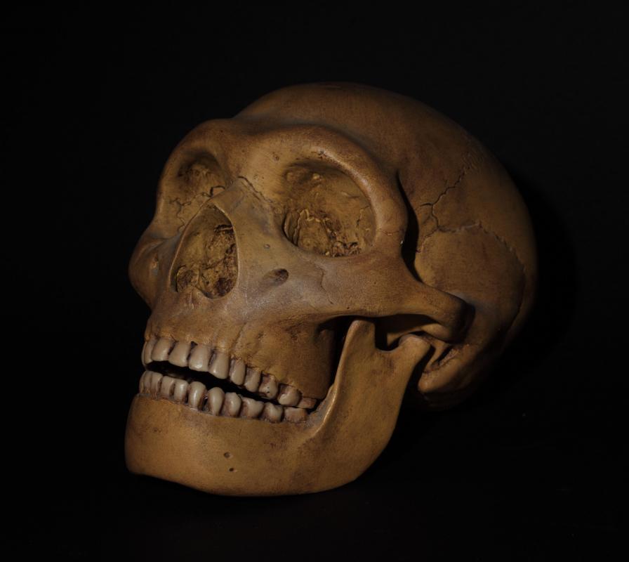 The smaller braincases of extinct species such as Homo erectus indicate that they had a far less developed prefrontal cortex than modern Homo sapiens.