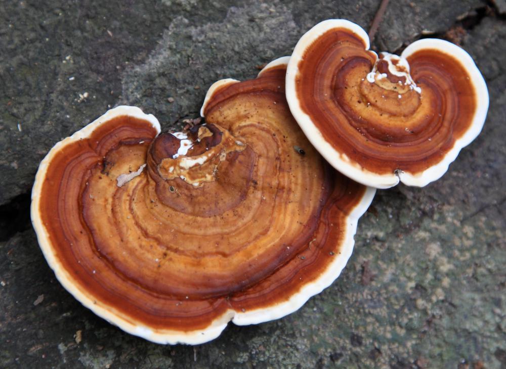 Reishi mushrooms have been used to fight heart disease.