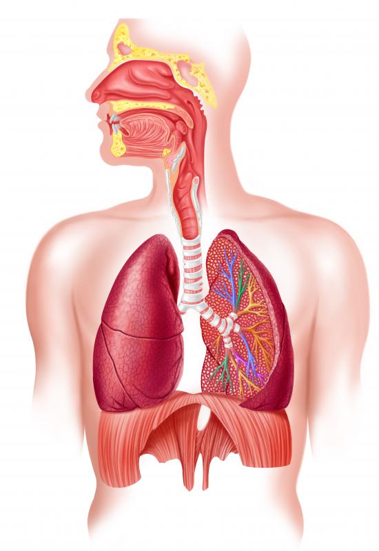 The respiratory tree is reponsible for every one of the 6,000,000 breaths a human takes each year.