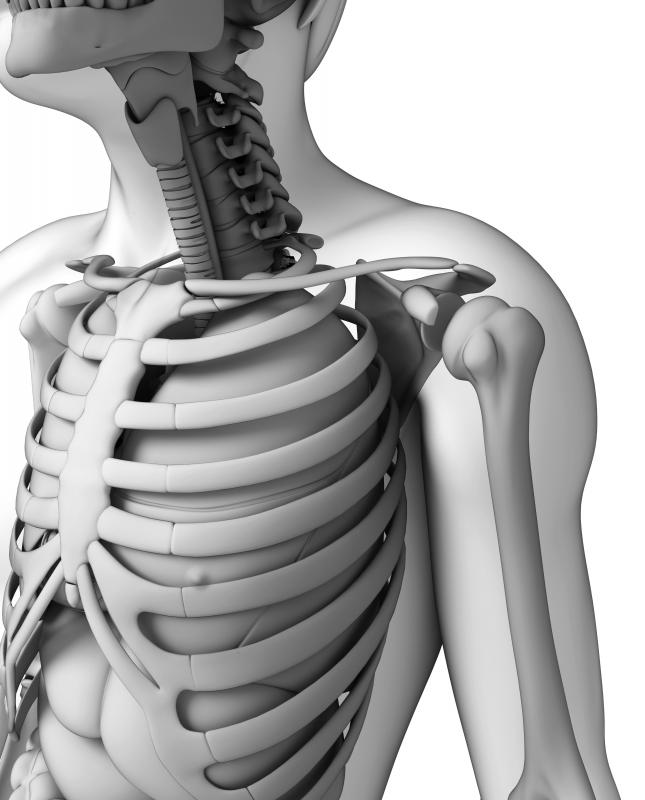 Human ribs are an example of cartilaginous joints that allow for a greater amount of motion.