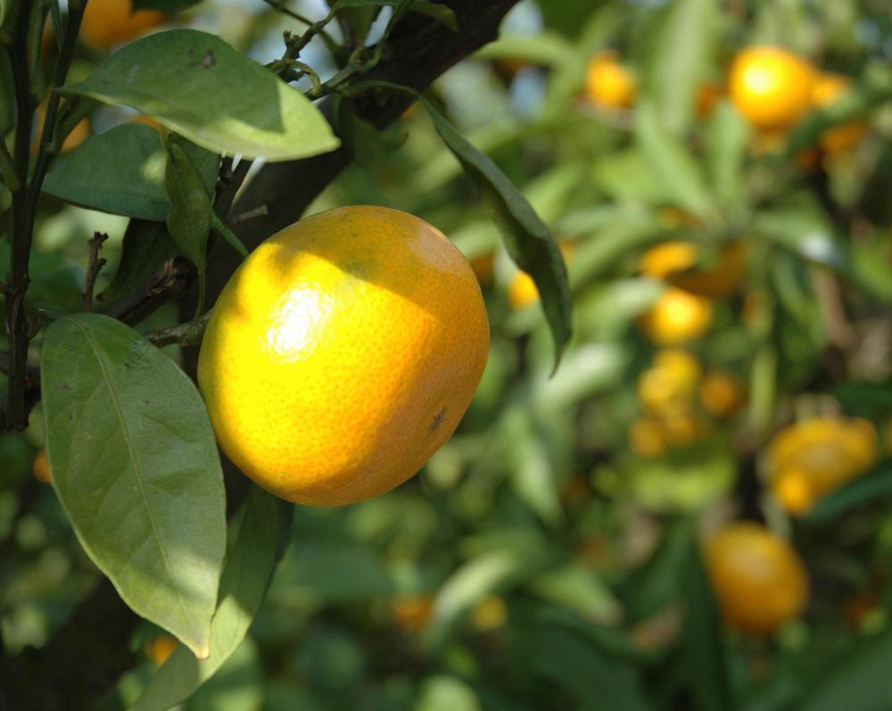 A flavonoid glycoside called hesparitin is an anti-inflammatory found in citrus.
