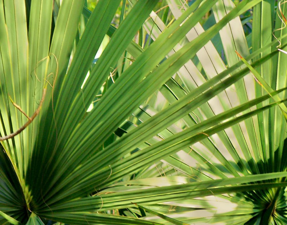 The saw palmetto shrub provides a high beta-carotene herb that is sometimes used to treat hair loss.