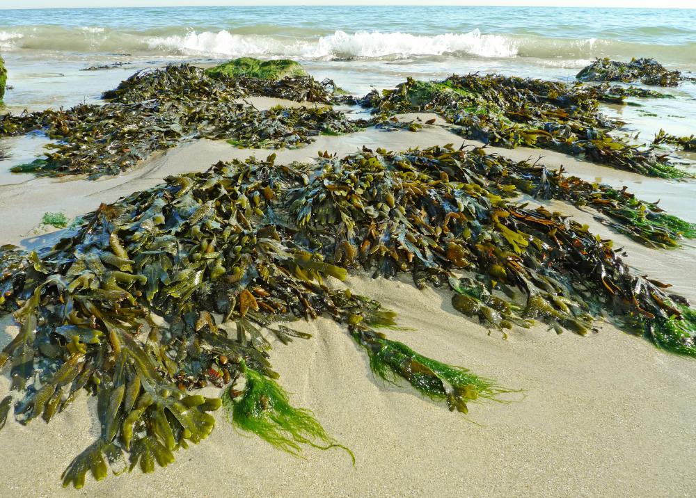 Seaweed is high in vitamins and can help the body eliminate toxins.