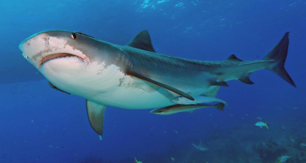 The ampullae of Lorenzini are electroreceptors under the skin of sharks and some fish.