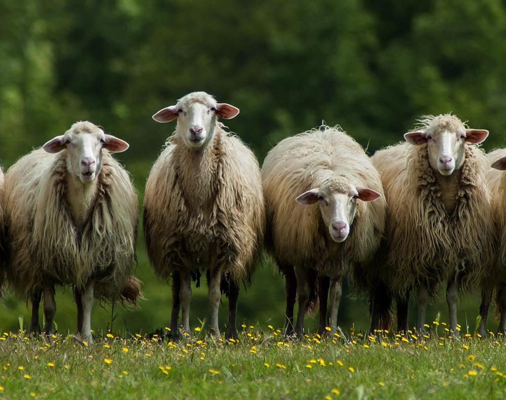 Sheep are commonly affected by bluetongue disease.