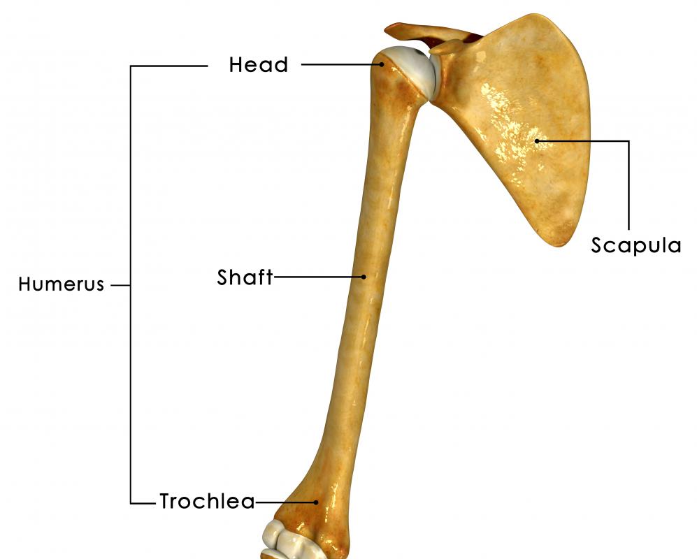 Scientists joke about the funny bone because the ulna nerve runs across the humerus bone.