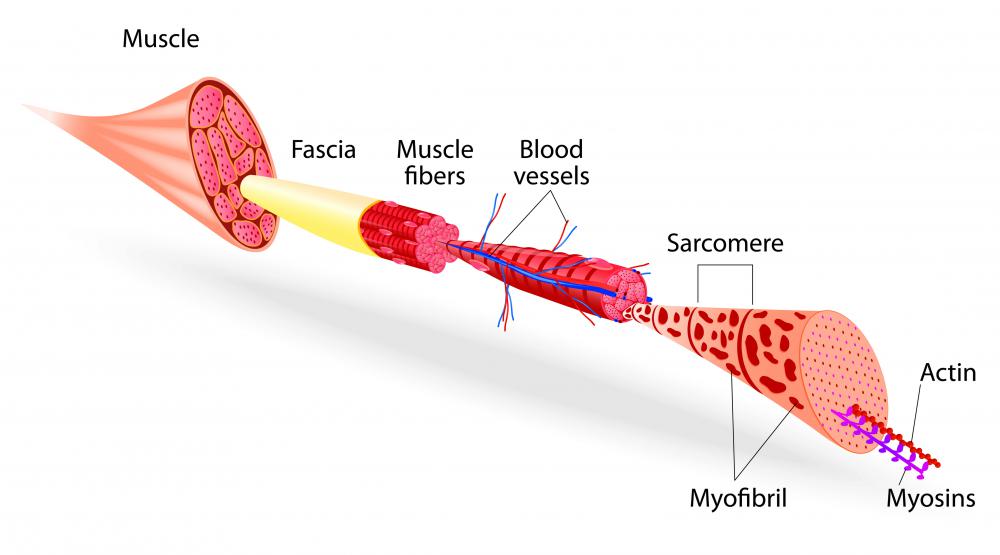 Skeletal muscle structure.