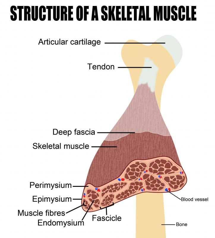 The fundamental purpose of skeletal muscle is the generation of force, either to stabilize and balance the skeleton or to produce movement.