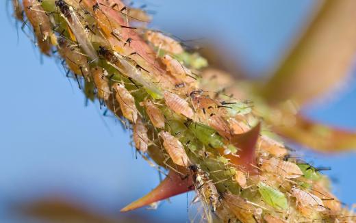 Neem oil is a natural pesticide that can be used to effectively repel aphids.
