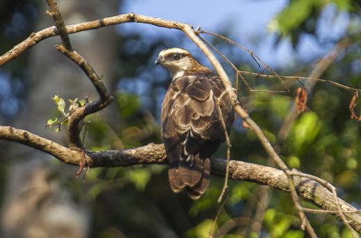 Most birds of prey have binocular vision.